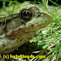 /home//u458753944/public_html/sourcegallery//Frogs/More bullfrogs/P8160342.JPG